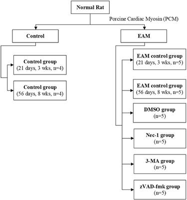 RIP1/RIP3/MLKL Mediates Myocardial Function Through Necroptosis in Experimental Autoimmune Myocarditis